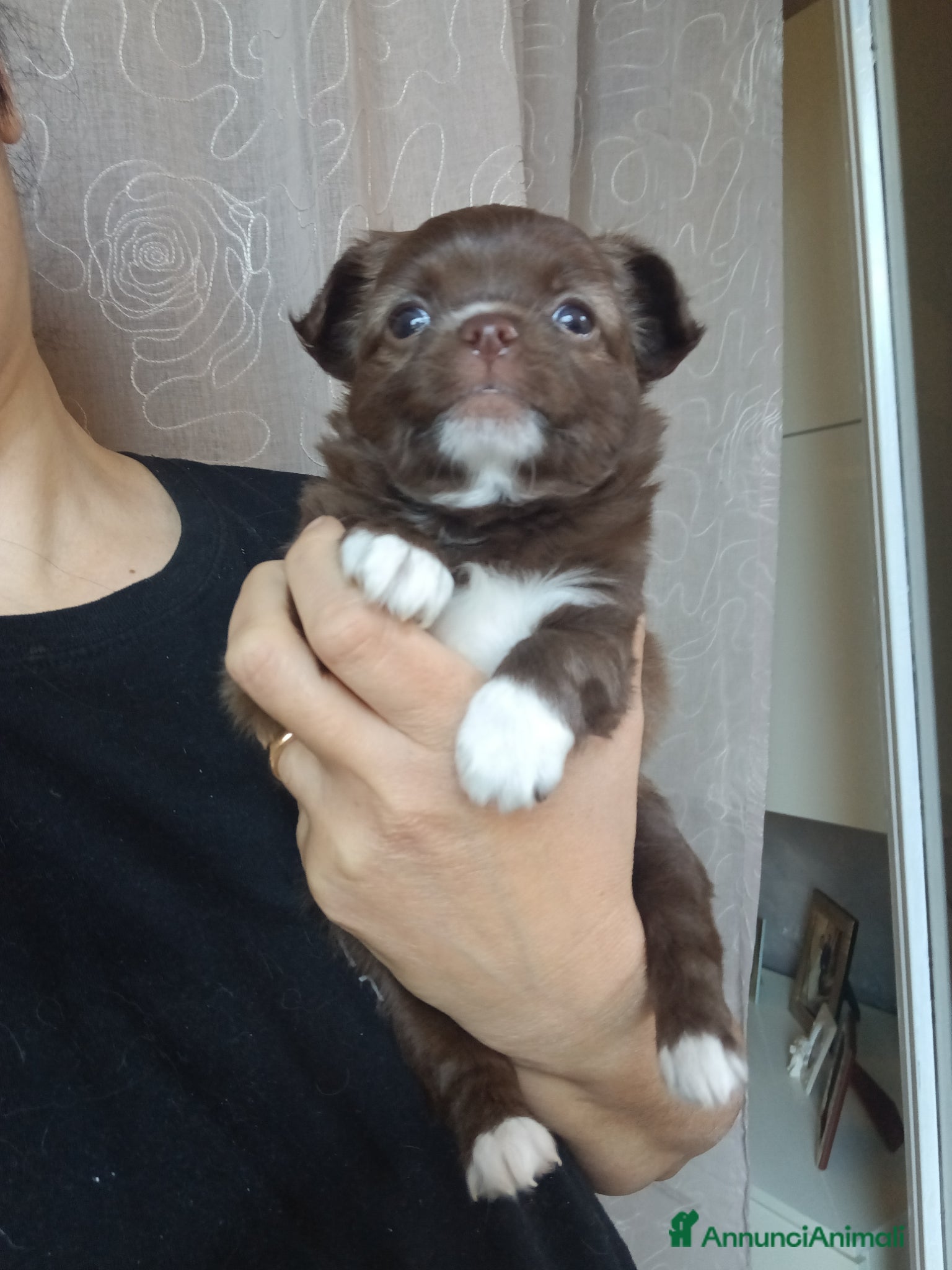 Chihuahua cani Chihuahua  - Annuncio 3