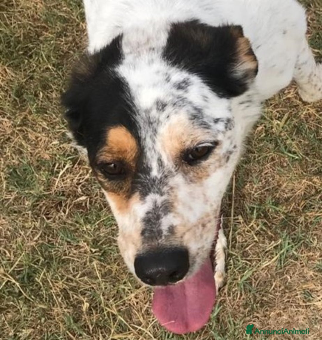 Meticcio cani in regalo: Bronto, un visetto dipinto a mano - in adozione a Provincia di Latina - Immagine 1