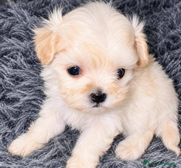 Maltipoo cani Splendida cucciolata di Maltipoo - Annuncio 6