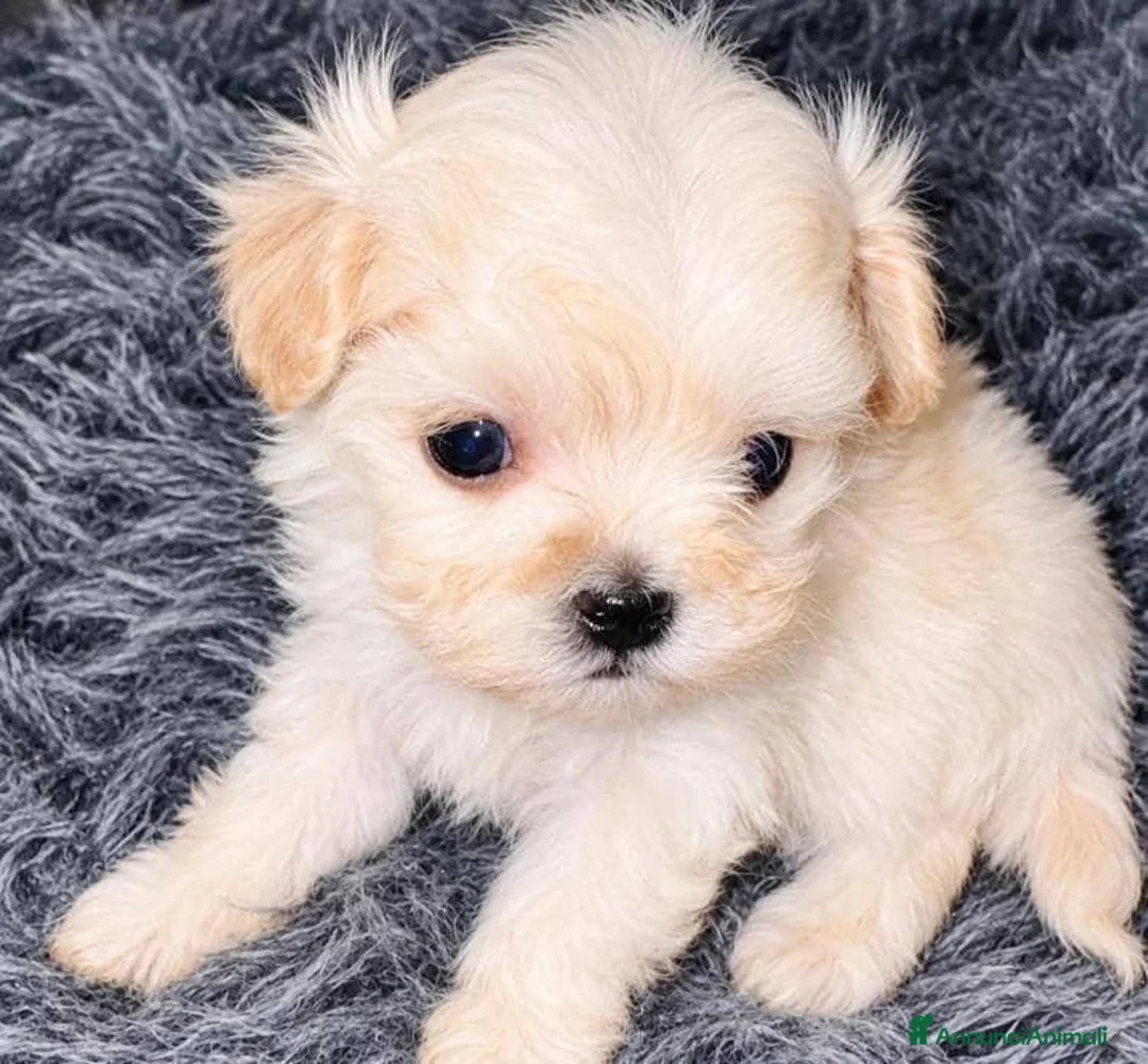 Maltipoo cani in vendita: Splendida cucciolata di Maltipoo - Annuncio 1