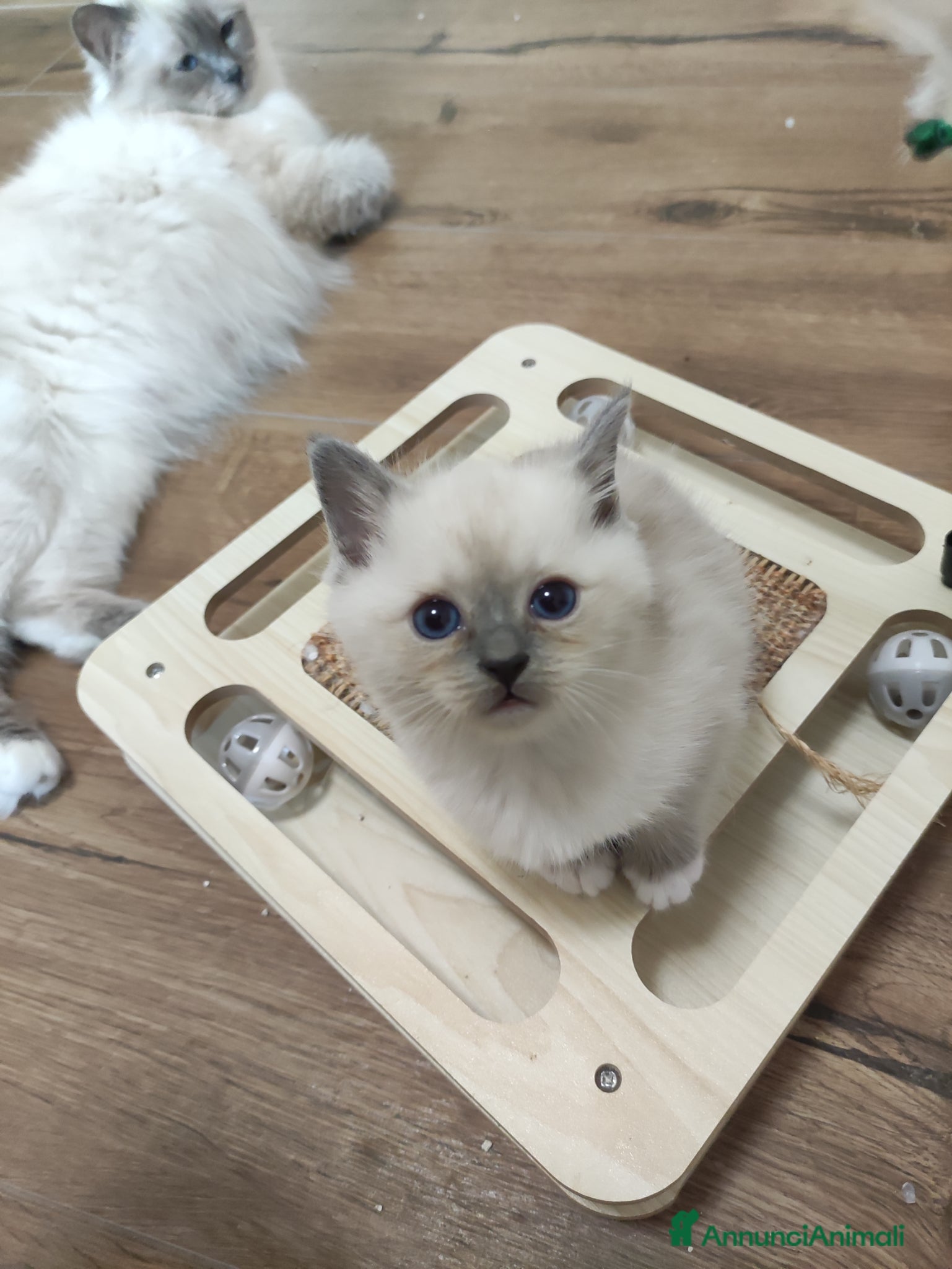 Sacro di Birmania gatti Disponibili gattine sacro di Birmania - Annuncio 1