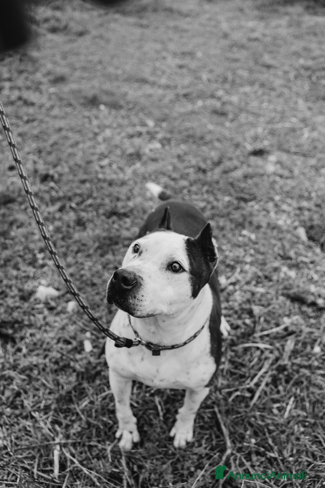 Meticcio cani in regalo: Lo sguardo di Futura chiede solo amore - Annuncio 8