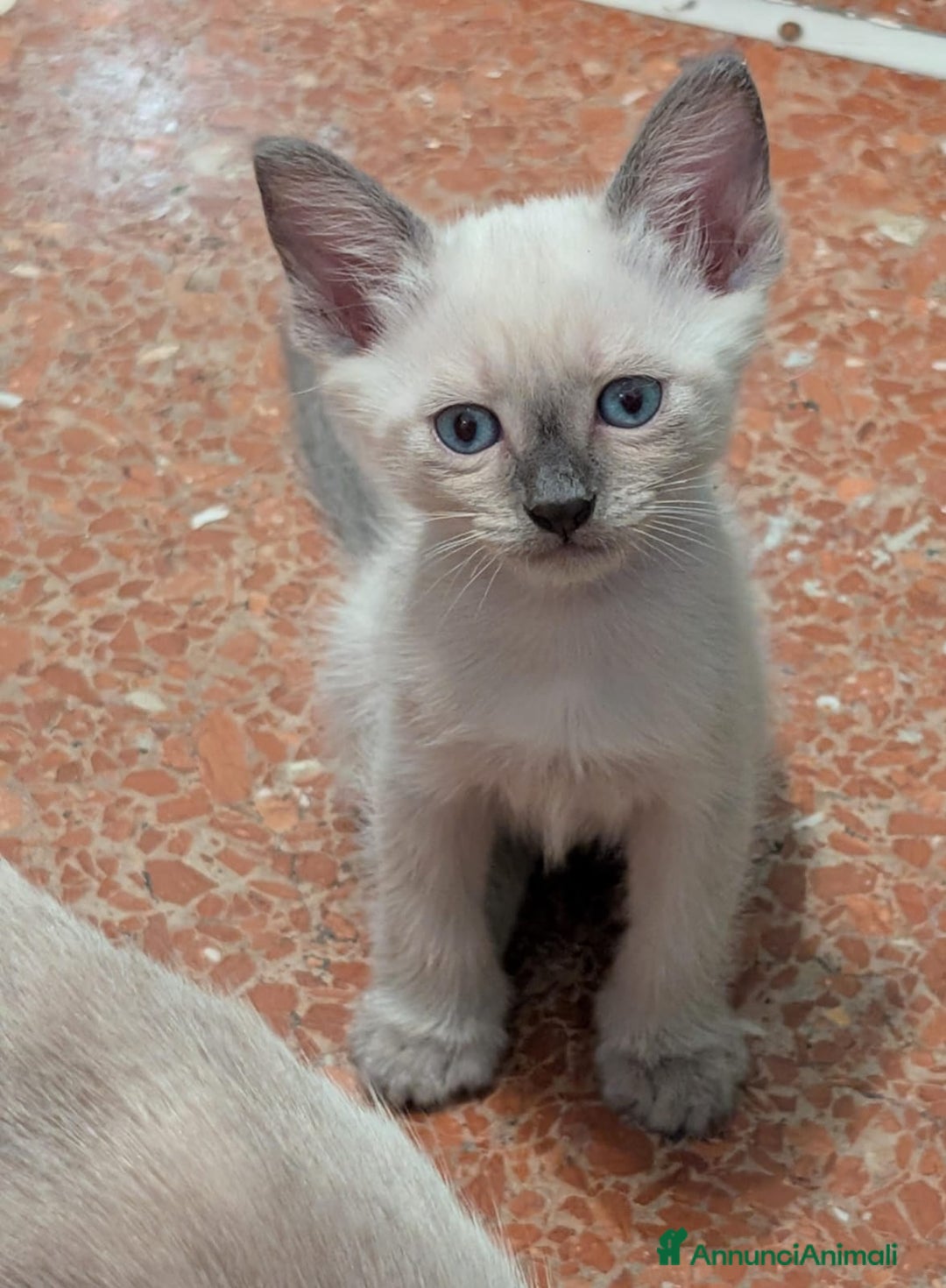 Siamese gatti in vendita: CUCCIOLA FEMMINA DI SIAMESE BLUE POINT - Annuncio 5