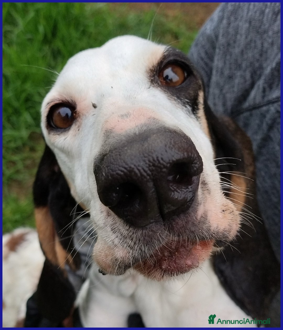 Segugio cani in regalo: MOIRA SPLENDIDA SEGUGIA 7 ANNI, VAGAVA RANDAGIA AF a Città metropolitana di Milano - Annuncio 2