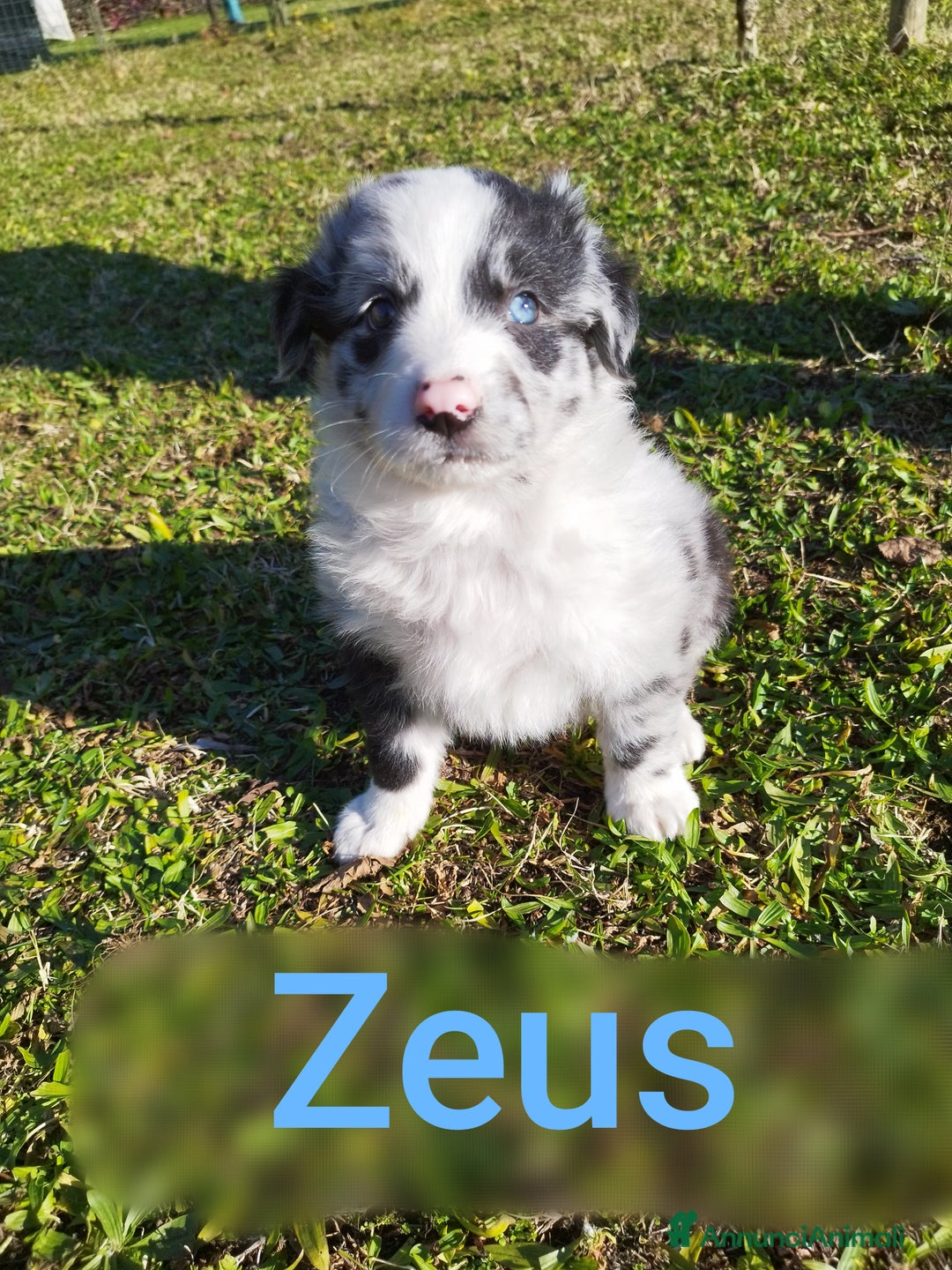 Pastore della Lessinia e del Lagorai cani in vendita: Cuccioli pastore della Lessinia e del Lagorai  - Annuncio 1