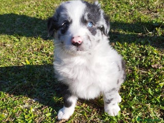 Pastore della Lessinia e del Lagorai cani Cuccioli pastore della Lessinia e del Lagorai - Annuncio 2