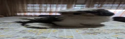 Shih Tzu cani in vendita: 3 cuccioli shih tzu  - Annuncio 5