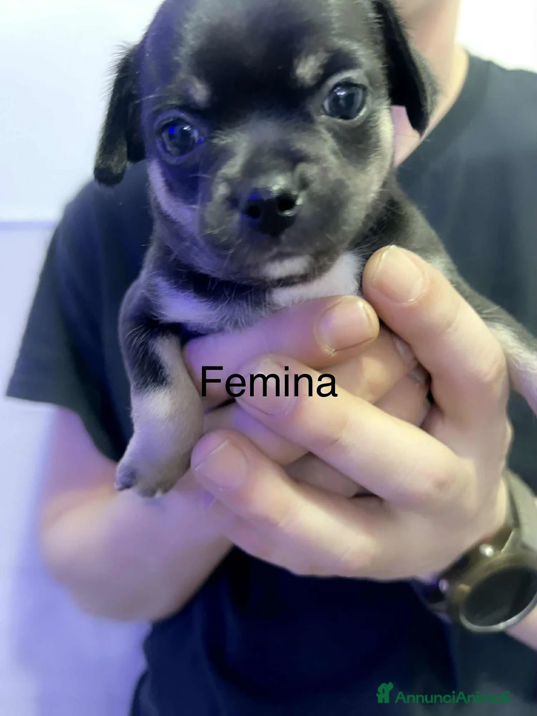 Chihuahua cani in vendita: Extra chihuahua  - Annuncio 13