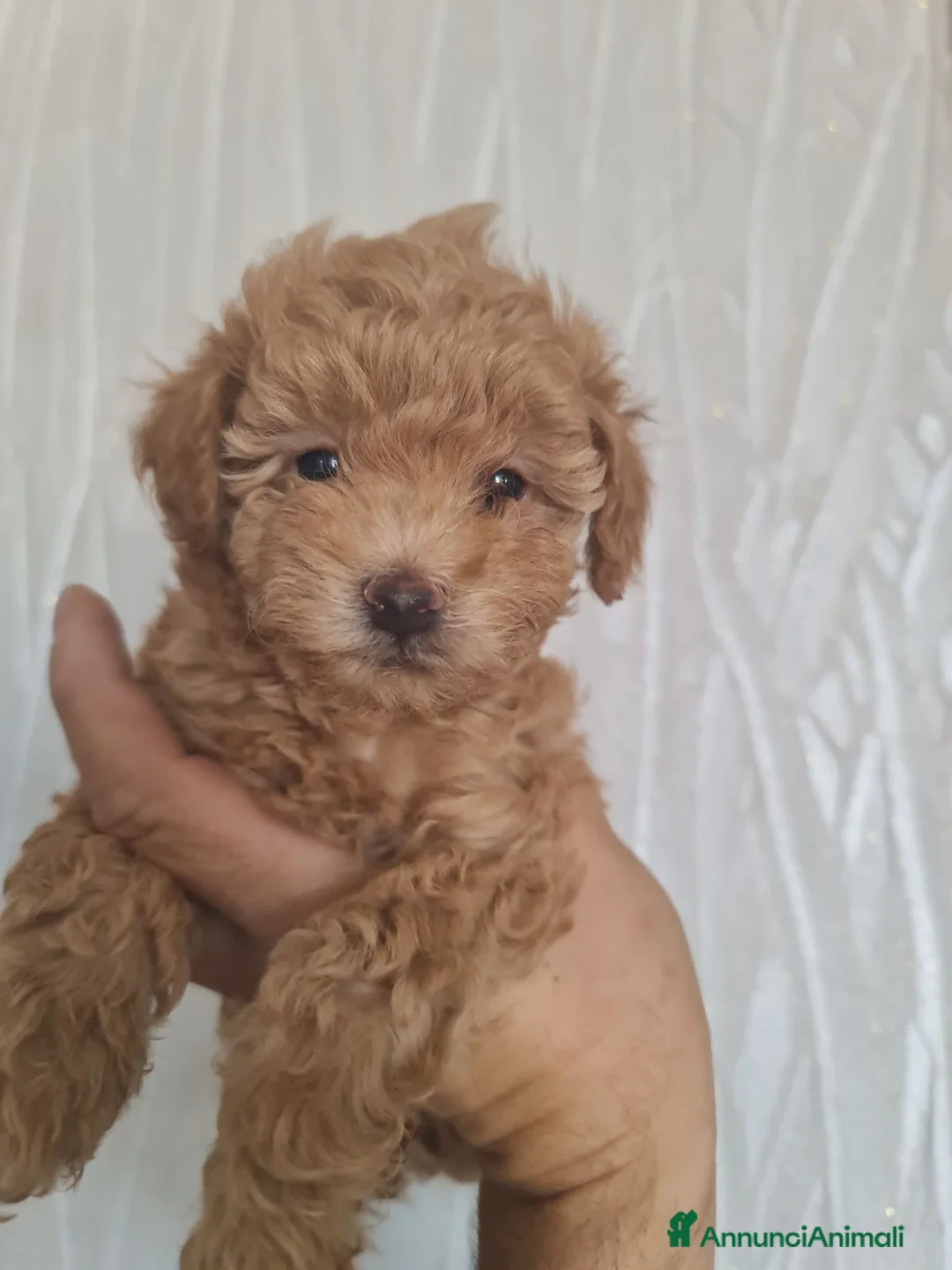 Barboncino Toy cani in vendita: Barboncino  - Annuncio 1