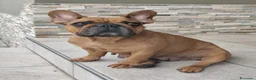 Bulldog Francese cani in vendita: Bulldog francese  - Annuncio 2