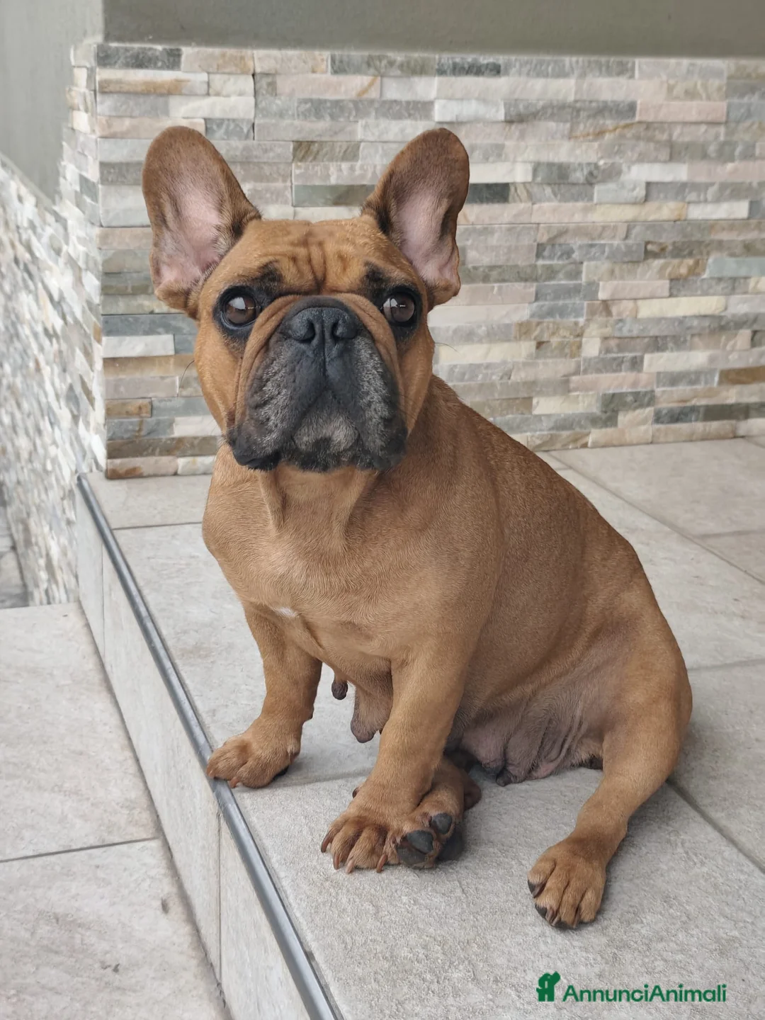 Bulldog Francese cani in vendita: Bulldog francese  - Annuncio 2