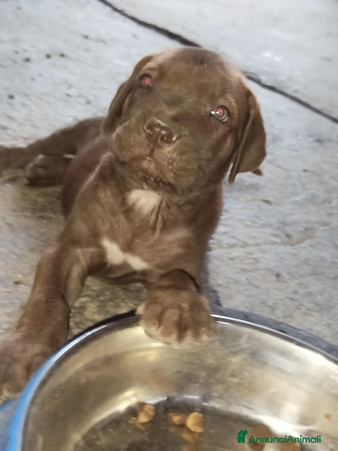 Cane Corso cani in vendita: Vendesi cuccioli cane corso Frosinone  - Annuncio 1