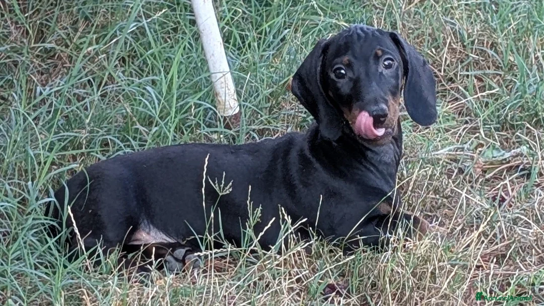 Bassotto cani in vendita: Bassotto tedesco standard pedigree ENCI - Annuncio 2