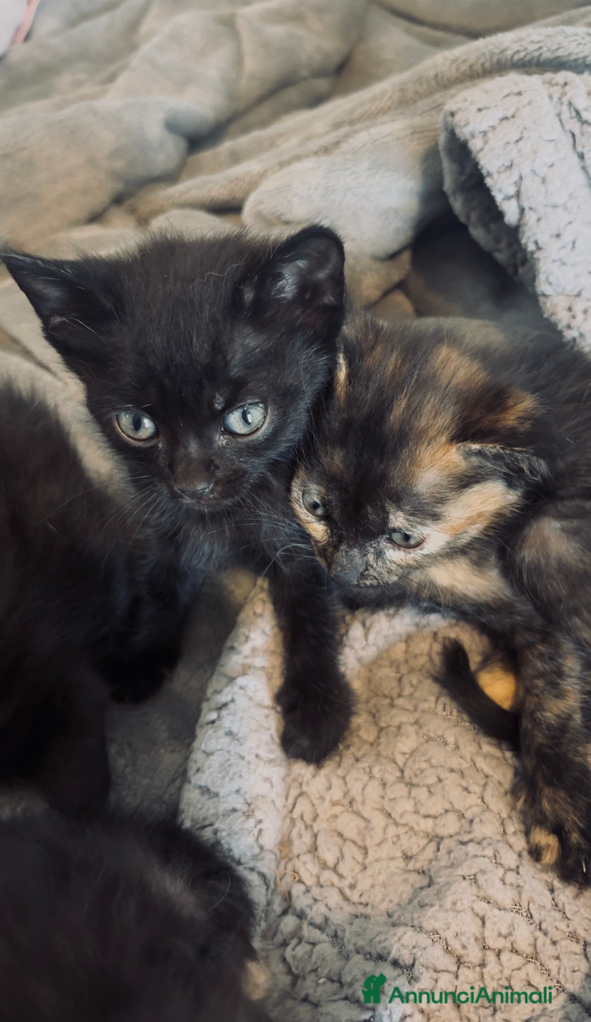Europeo gatti In regalo gattini europei - Annuncio 1