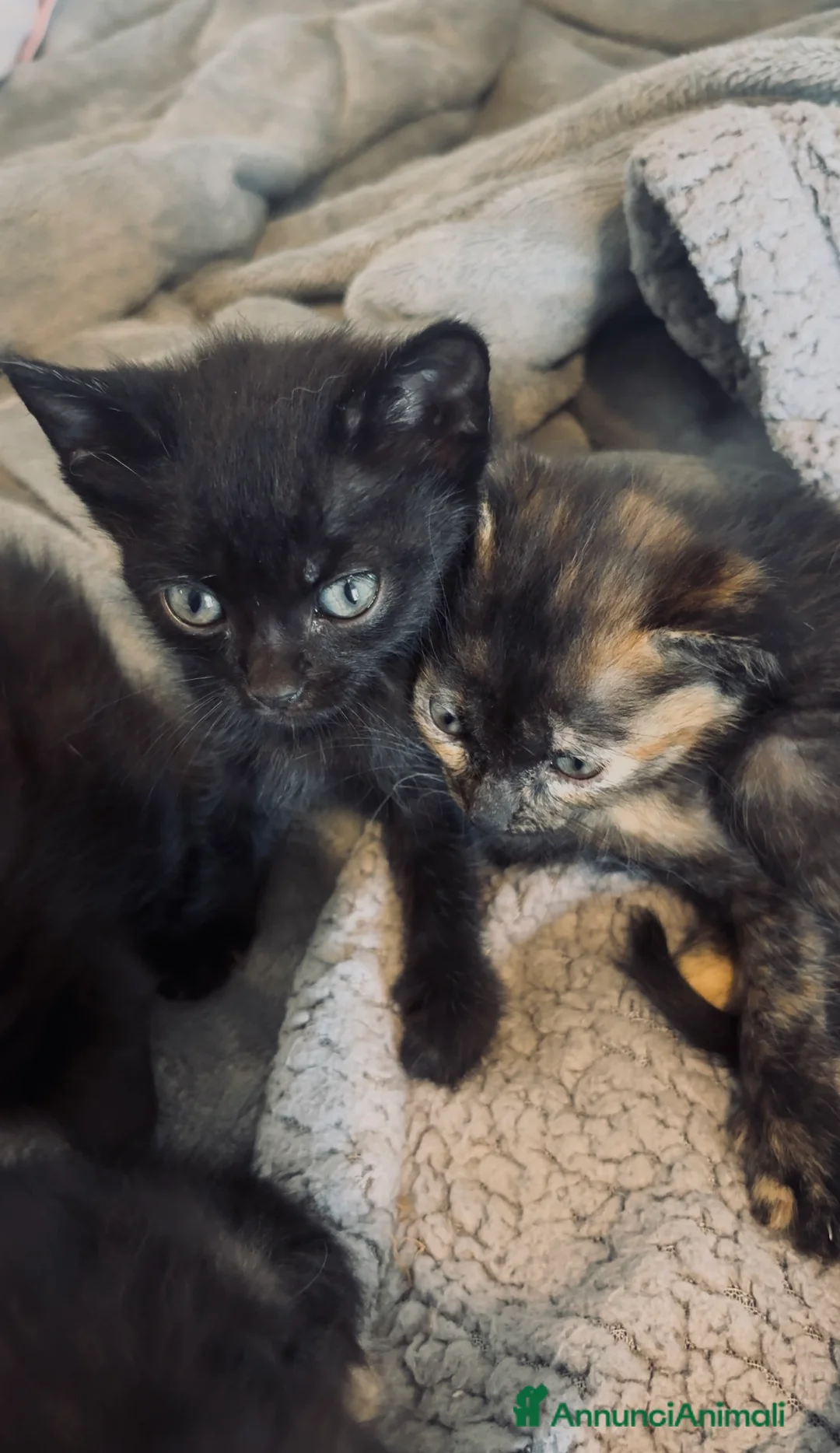 Europeo gatti in regalo: In regalo gattini europei - Annuncio 1