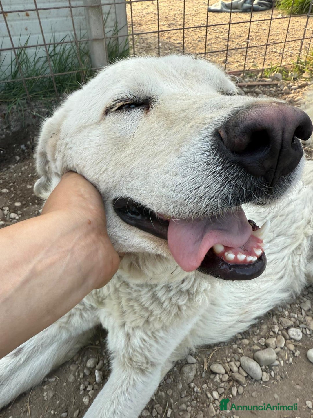 Meticcio cani in regalo: Craco dolcissimo cucciolone bianco  - Annuncio 3