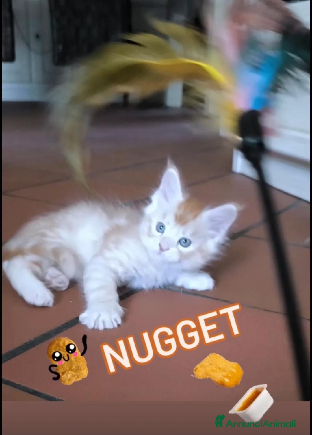 Maine Coon gatti Cuccioli Maine Coon - Annuncio 2