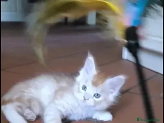 Maine Coon gatti Cuccioli Maine Coon - Annuncio 3