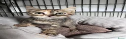 Europeo gatti in regalo: Dolcissima gattina in cerca di famiglia  - Annuncio 3