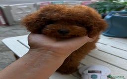 Barboncino cani in vendita: Barboncini piccoli nani color rosso scuro a Provincia di Savona - Immagine 4