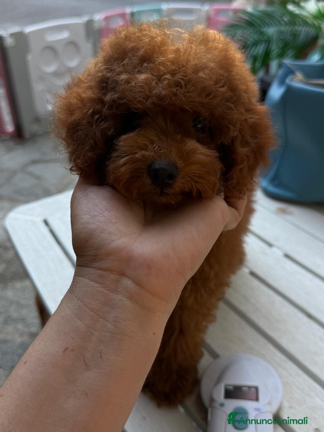Barboncino cani in vendita: Barboncini piccoli nani color rosso scuro a Provincia di Savona - Immagine 4