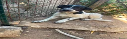 Meticcio cani in regalo: Zorro cucciolo giocherellone - Annuncio 3