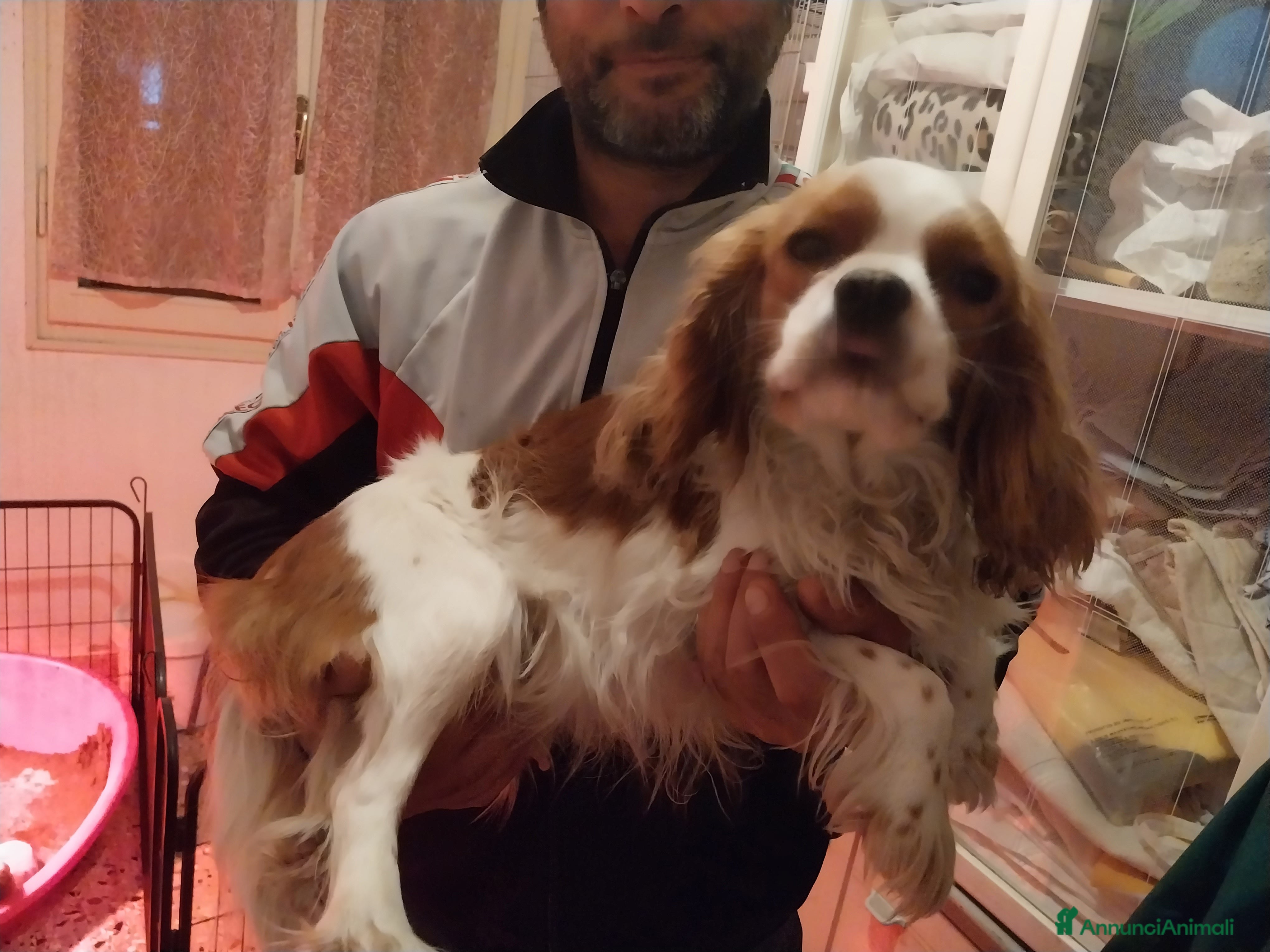 Cavalier King cani Cuccioli cavalier king - Annuncio 33