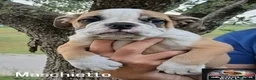 Bulldog cani in vendita: Cuccioli Bulldog Inglese  - Annuncio 3