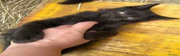 Maine Coon gatti in vendita: Cucciolo black smoke di maine coon (Tequila) - Annuncio 6