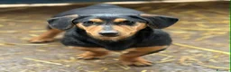 Meticcio cani in regalo: LIVIA, mix bassottina super coccolona! - Annuncio 4