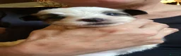 Jack Russell cani in vendita: Jack Russell terrier pelo ruvido  - Annuncio 15