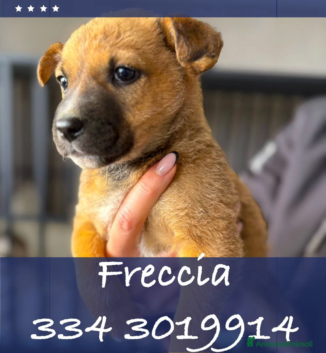 Meticcio cani in regalo: FRECCIA 🩷- cucciola dolcissima cerca una famiglia - Annuncio 1