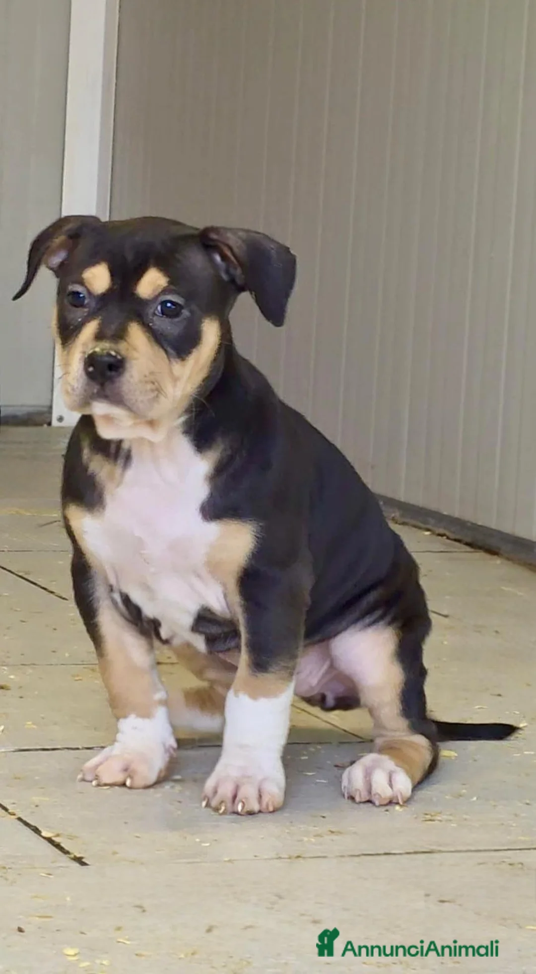 Pitbull cani in vendita: Cucciola American Pitbull Terrier UKC  - Annuncio 2