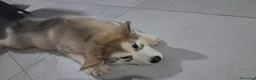 Alaskan Malamute cani in vendita: Bellissimi cuccioli di alaskan malamute  - Annuncio 5