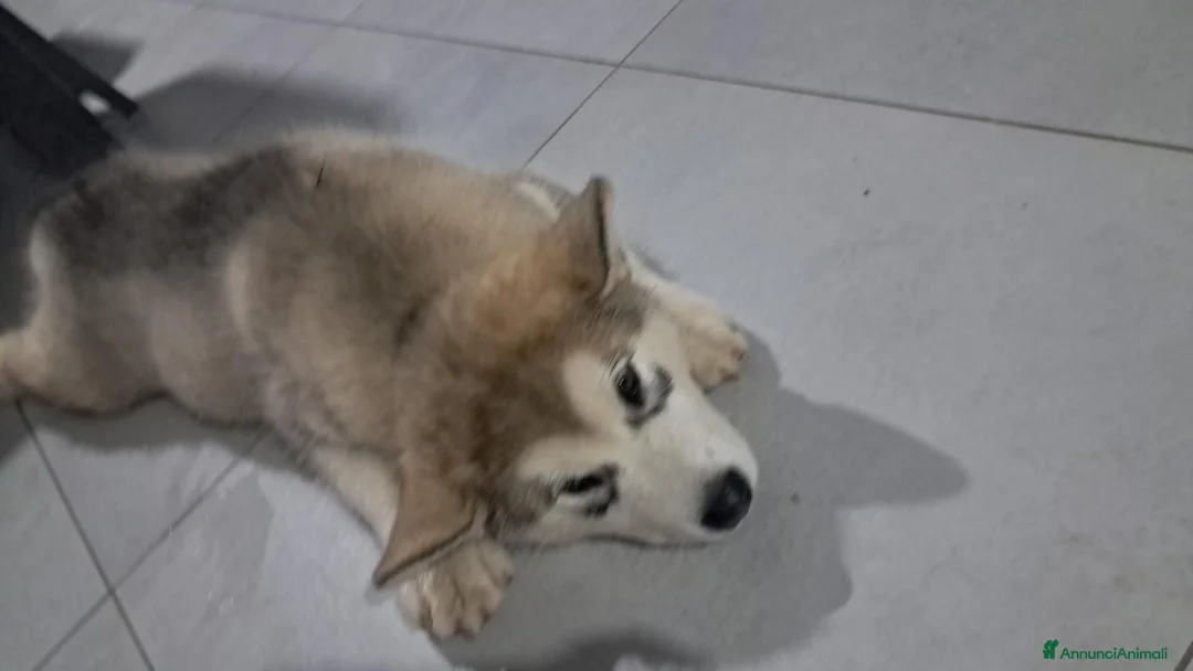 Alaskan Malamute cani in vendita: Bellissimi cuccioli di alaskan malamute  - Annuncio 5