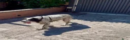 Setter Inglese cani in regalo: Regalasi Setter Inglese a Città metropolitana di Roma Capitale - Annuncio 3