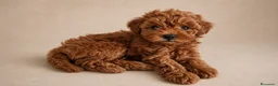 Barboncino cani in vendita: Barboncino femmina  - Annuncio 5