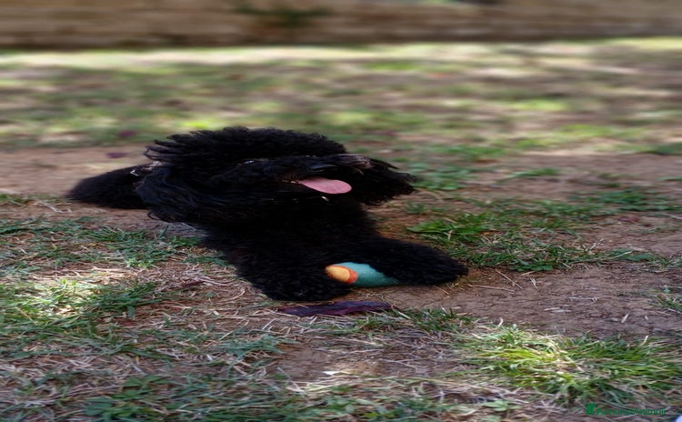 Barboncino Toy cani - Annuncio 3