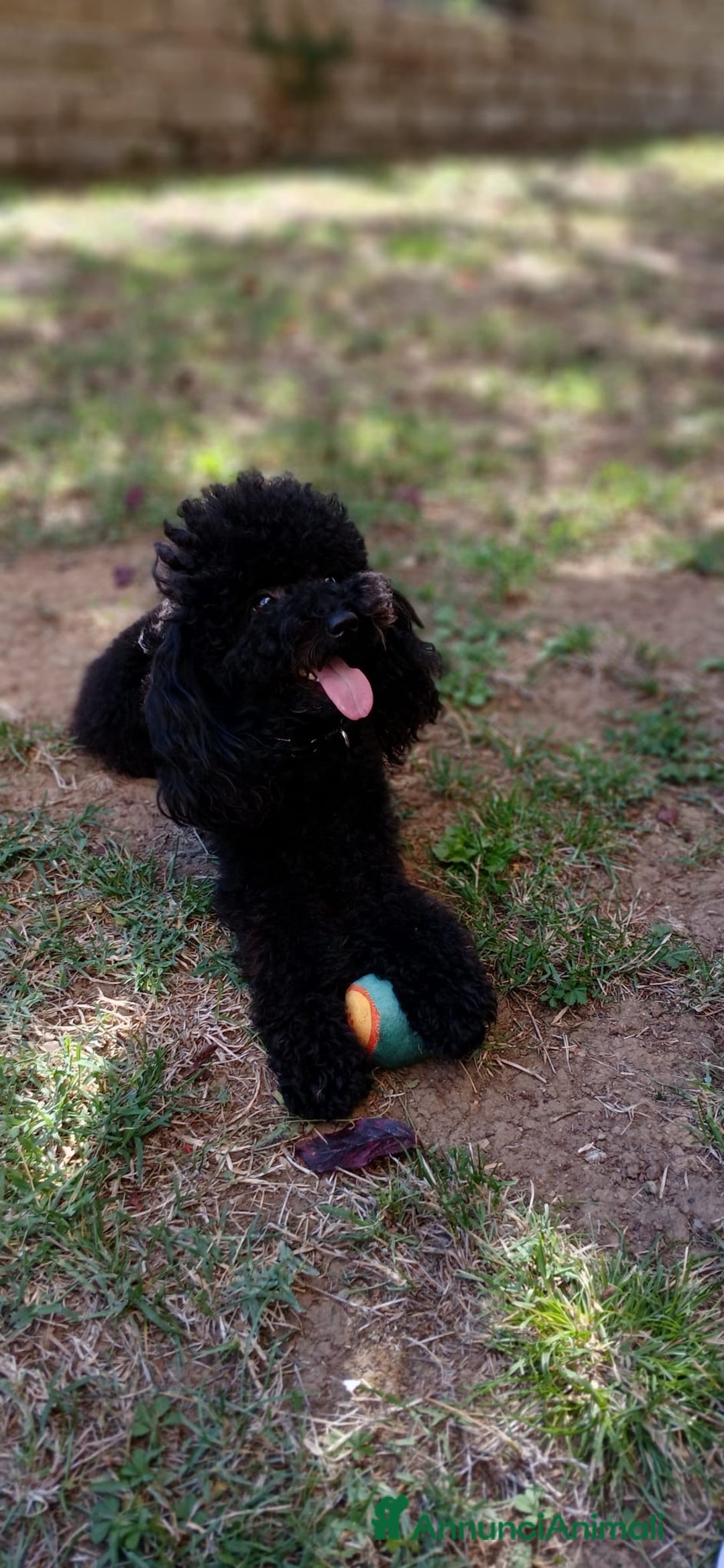 Barboncino Toy cani per accoppiamento: Barboncino Toy  - Immagine 1