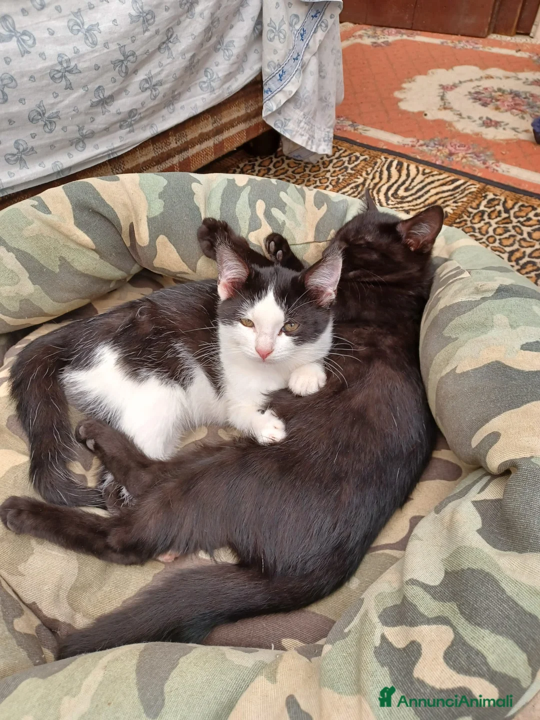 Europeo gatti in regalo: Gattini neri maschi e femmine - Annuncio 3