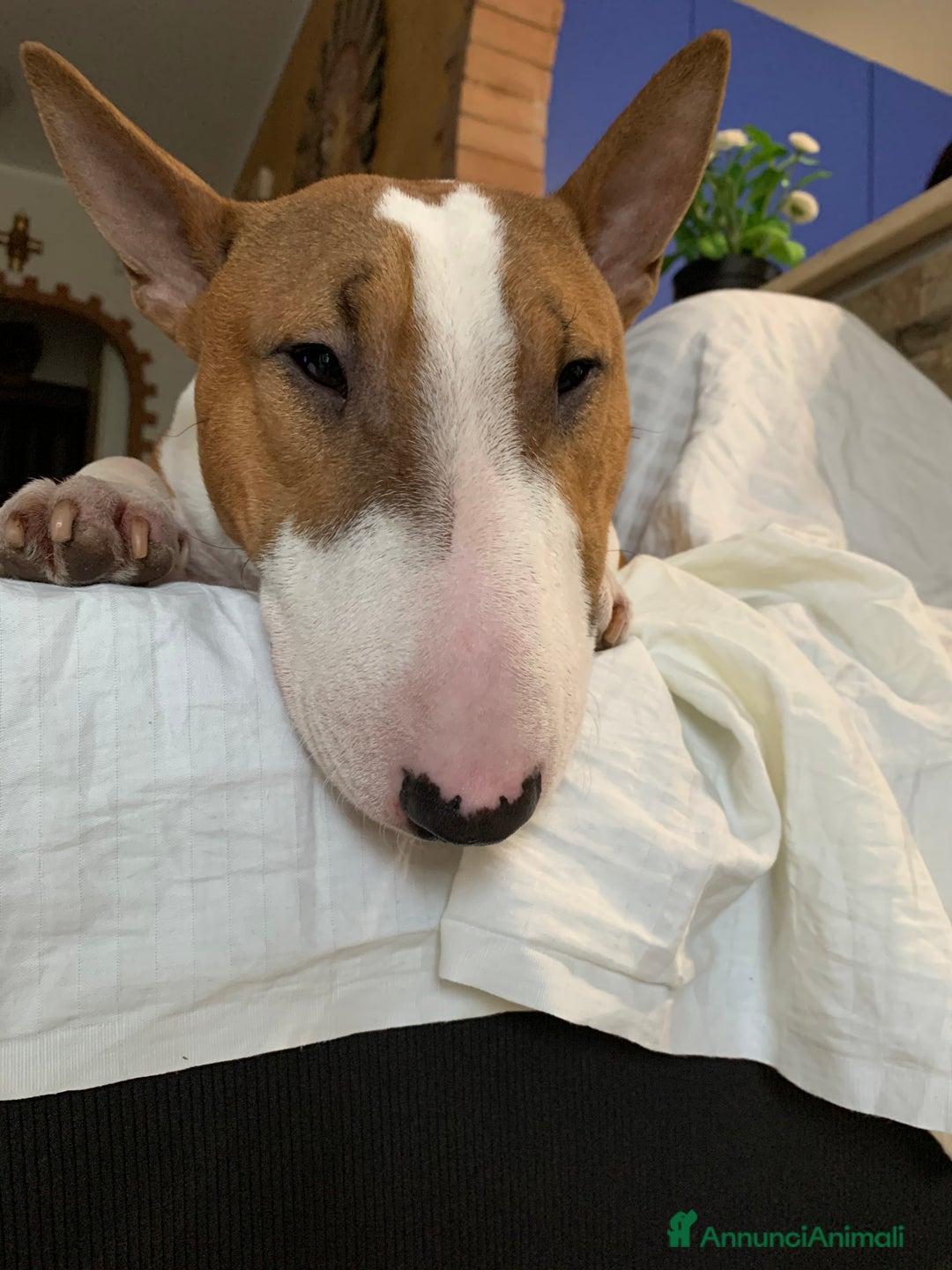 Bull Terrier Mini cani per accoppiamento: cerco bull terrier mini per accoppiamento  - Annuncio 1