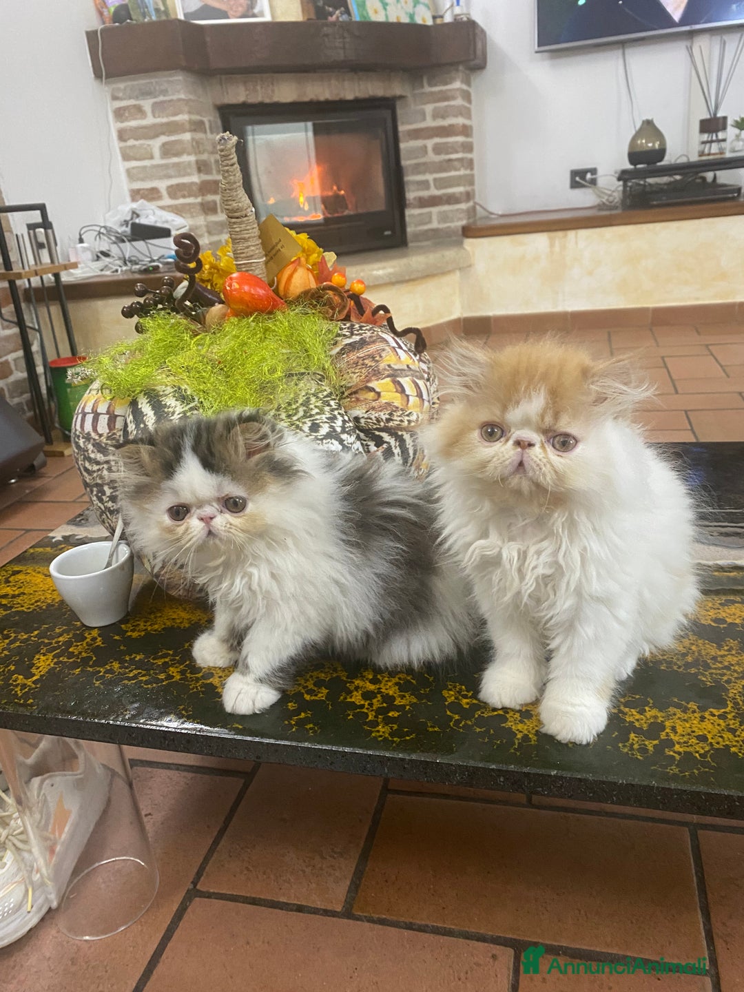 Persiano gatti in vendita: DUE MASCHIETTI PERSIANI IPERTIPICI - Annuncio 6