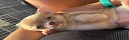 Chihuahua cani in vendita: Cuccioli chihuahua  - Annuncio 7