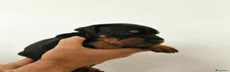 Dobermann cani in vendita: Cuccioli dobermann - Annuncio 5