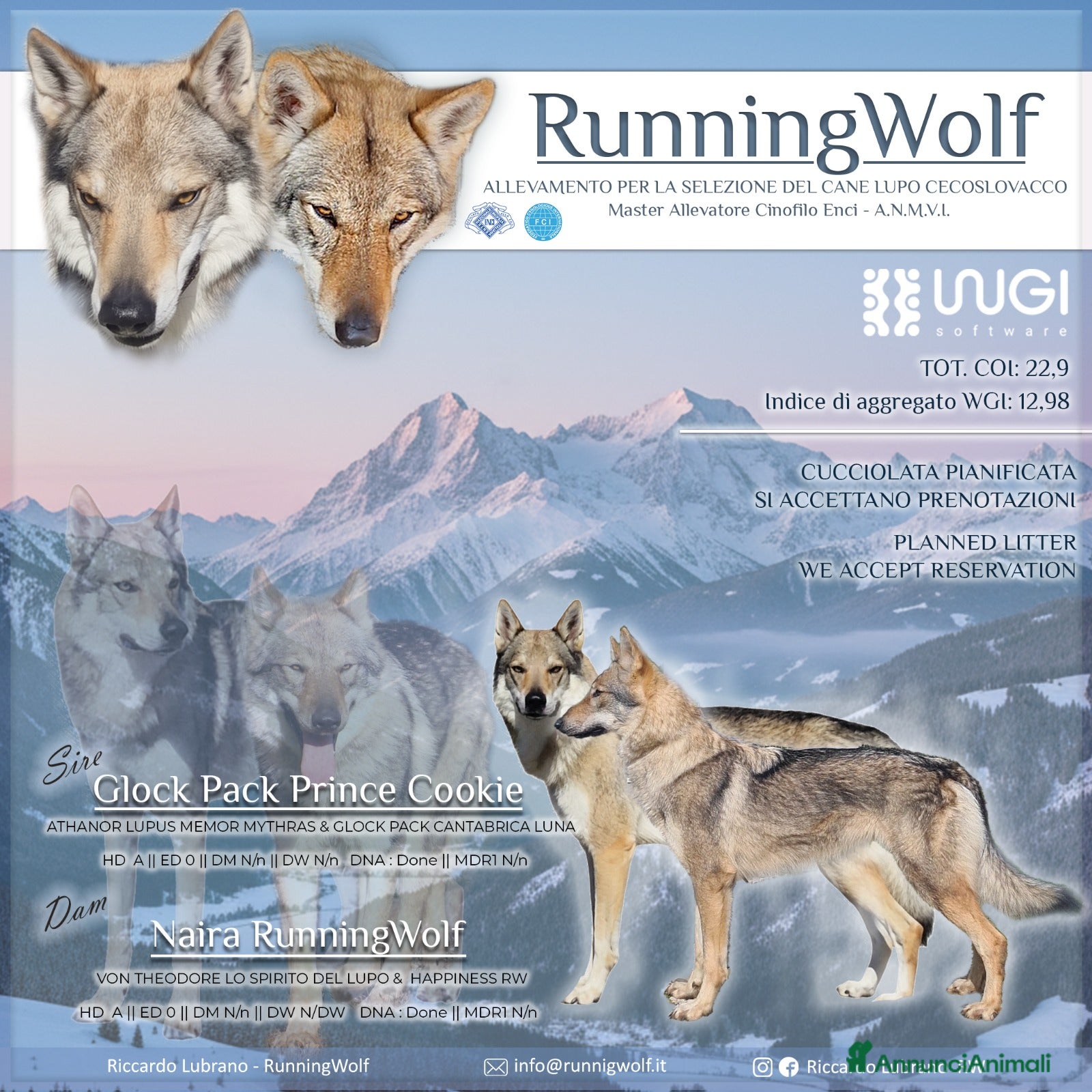 Lupo Cecoslovacco cani Cuccioli Cane Lupo CECOSLOVACCO ALL.RUNNINGWOLF - Annuncio 1