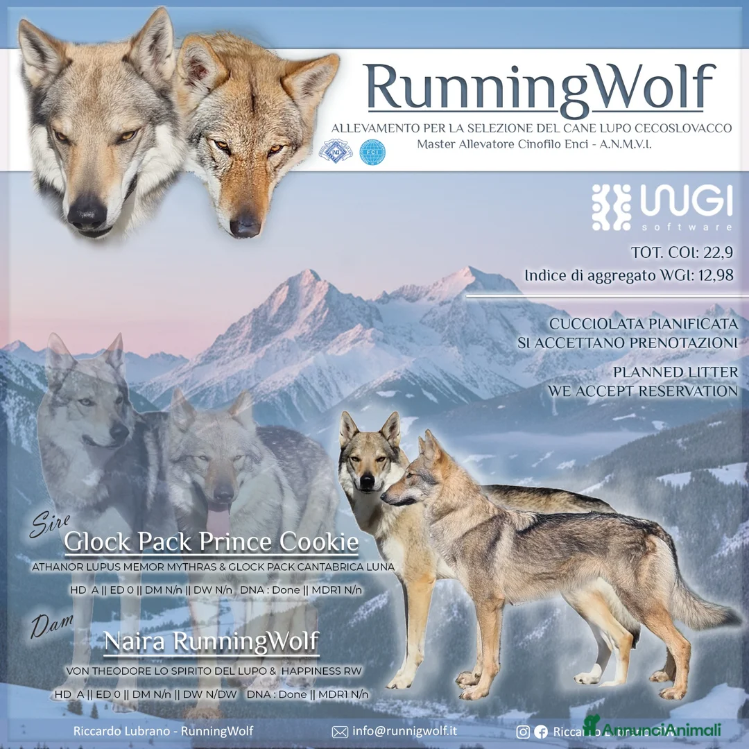 Lupo Cecoslovacco cani in vendita: Cuccioli Cane Lupo CECOSLOVACCO ALL.RUNNINGWOLF - Annuncio 1
