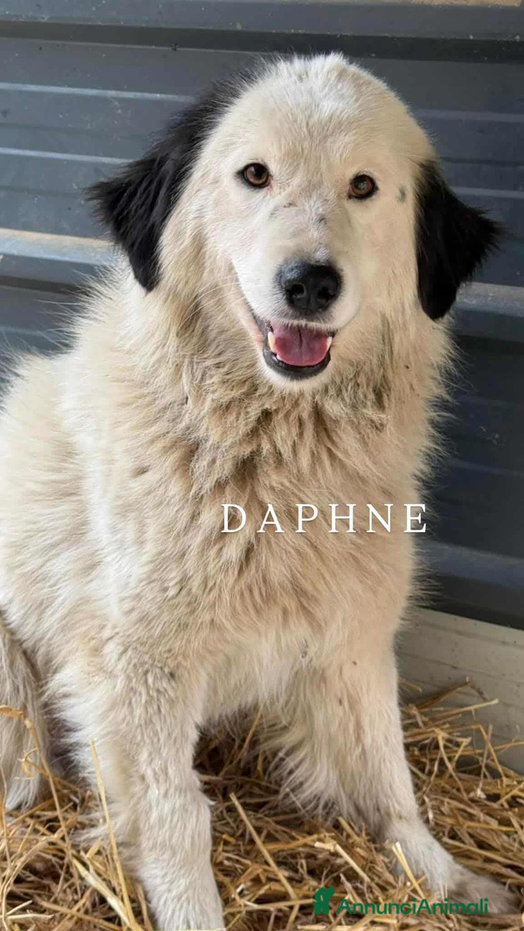 Meticcio cani in regalo: DAPHNE, raggio di sole in canile! - Annuncio 2