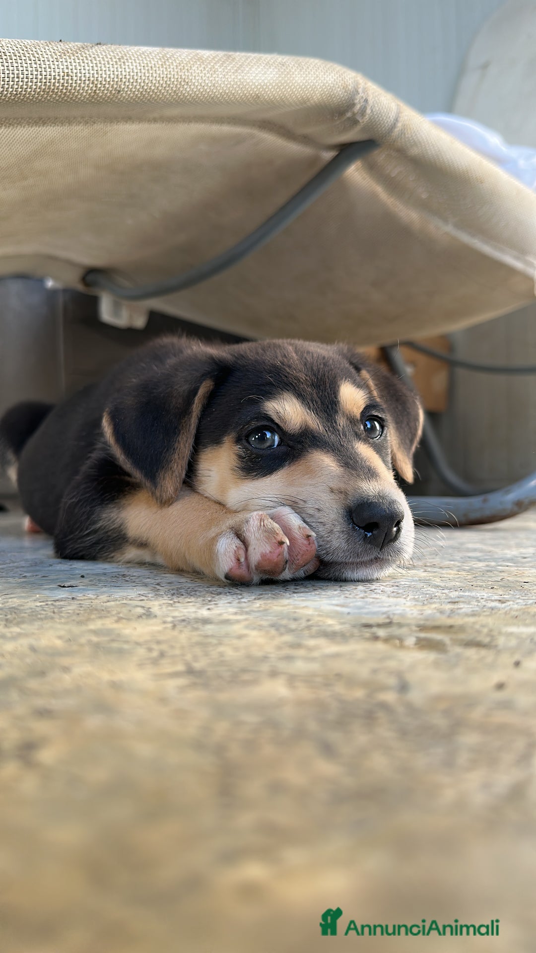 Meticcio cani in regalo: VASCO CERCA ADOZIONE - Annuncio 6