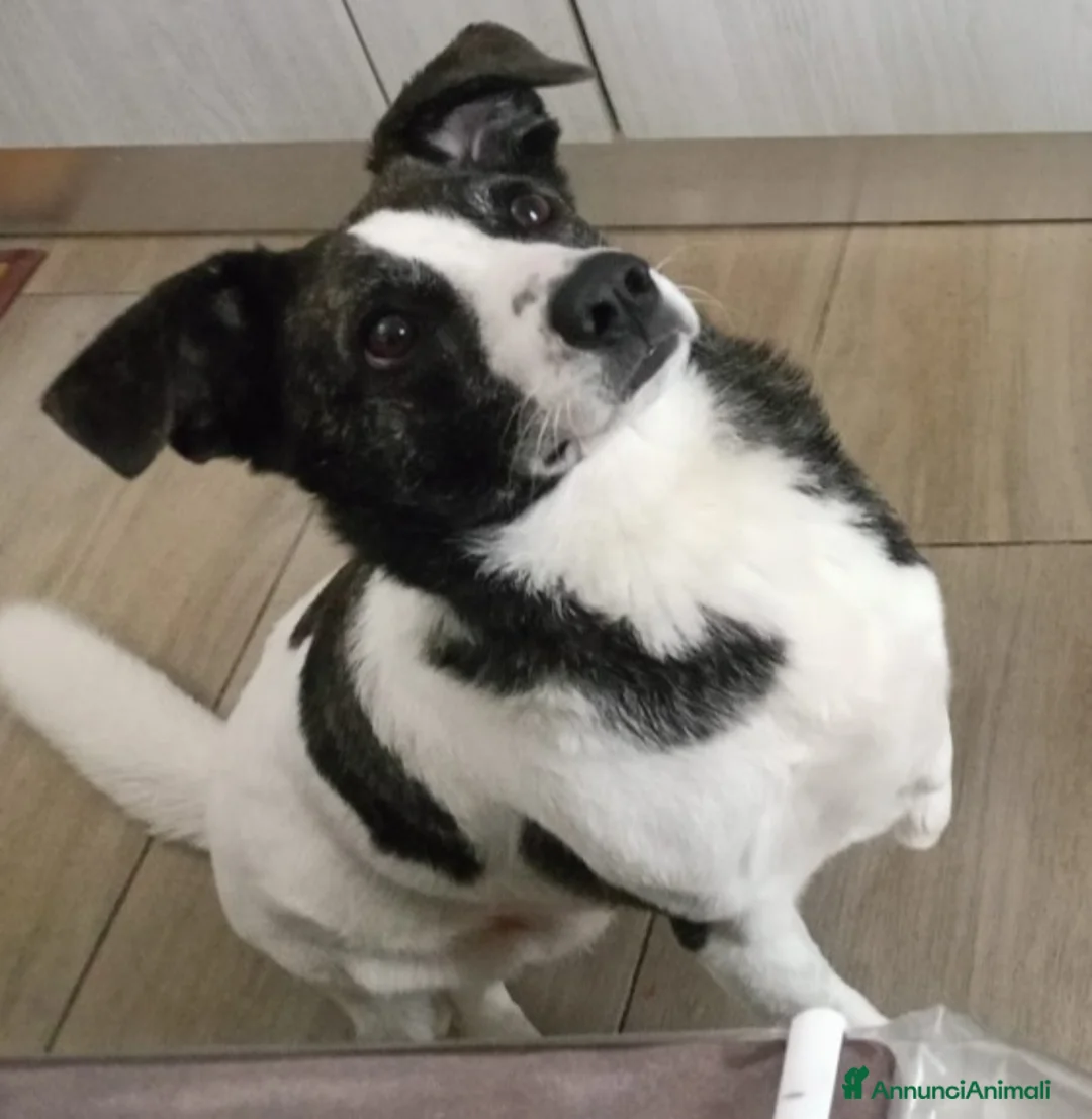Meticcio cani in regalo: Luce 2anni kg15 TRIPODINA SOS CASA SARDEGNA - Annuncio 1