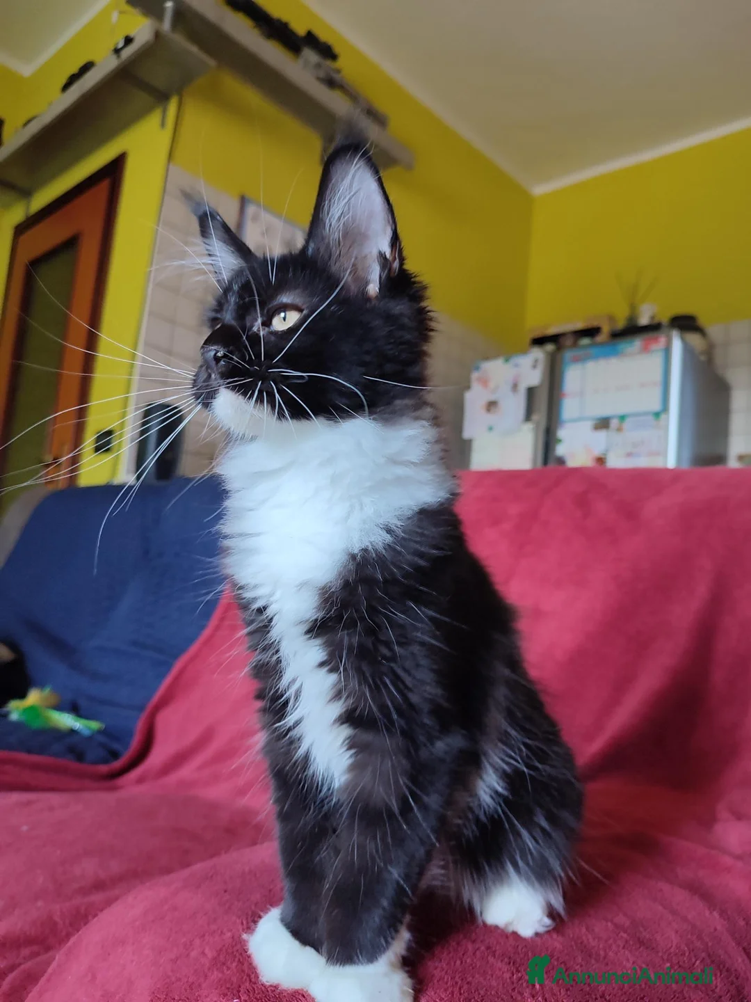 Maine Coon gatti in vendita: Meravigliosi gattini Maine Coon  - Annuncio 19